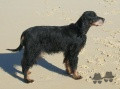 Setter Gordon MOUFFLETTE DE LA TOUNDRA DES TERRES FROIDES Setter Gordon MOUFFLETTE DE LA TOUNDRA DES TERRES FROIDES